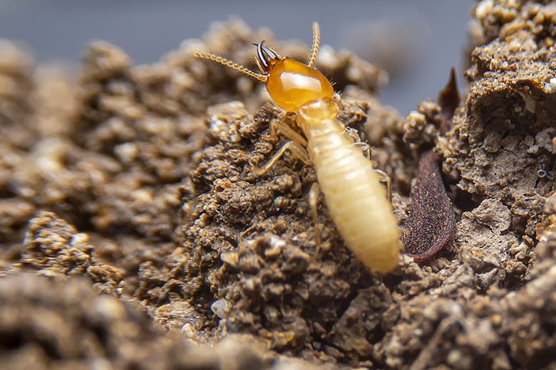 Termite Inspection Richmond VA