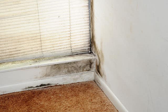 What You Need to Know to Prevent and Remove Mold Growth for Good